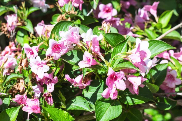 Viaje Para Turquia Arbusto Madressilva Florido Weigela Cidade Istambul Primavera — Fotografia de Stock