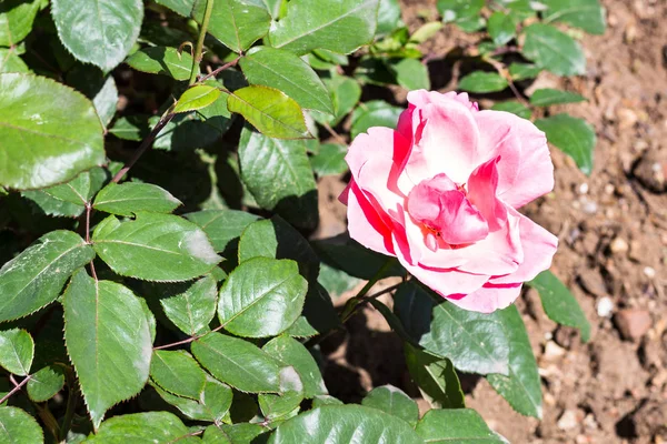 Travel Turkey Pink Rose Flower Green Bush Garden Istanbul City — Stock Photo, Image