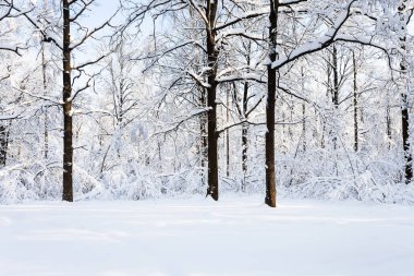 Timiryazevskiy orman Moskova park City güneşli kış sabah karlı glade, meşe ağaçları