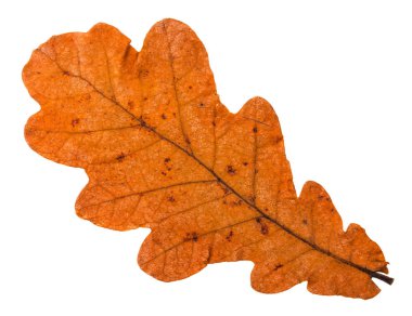 autumn fallen orange leaf of oak tree isolated on white background clipart