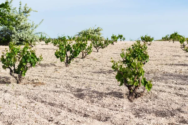 Reizen Naar Turkije Groene Wijngaard Buurt Van Goreme Dorpje Cappadocië — Stockfoto