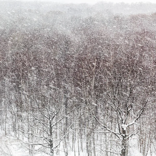 Blizzard Śniegu Drewno Timiryazevskiy Park Moskwie Zimowy Dzień — Zdjęcie stockowe