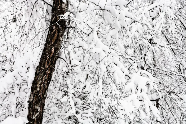 Karla Kaplı Eski Huş Ağacı Timiryazevskiy Karlı Orman Moskova Park — Stok fotoğraf