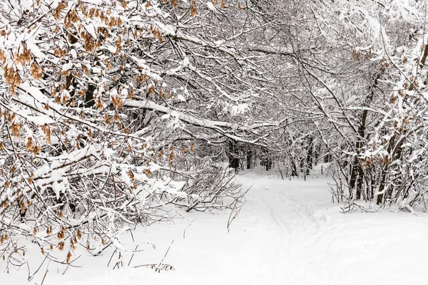 Sjezdovka Zasněžené Timiryazevskiy Parku Moskvě Městském Zatažená Zimní Den — Stock fotografie