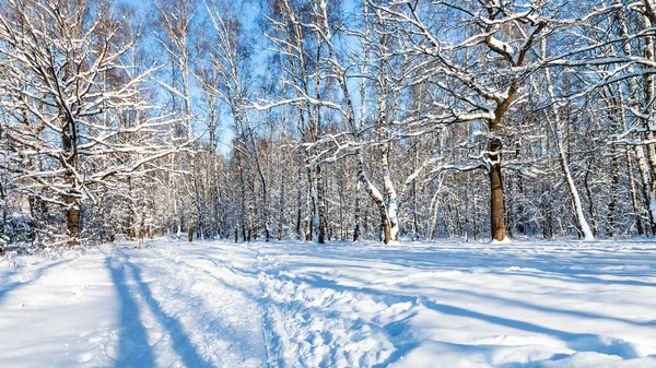 在阳光明媚的冬日 莫斯科市 Timiryazevskiy 公园森林林间空地的全景 — 图库照片