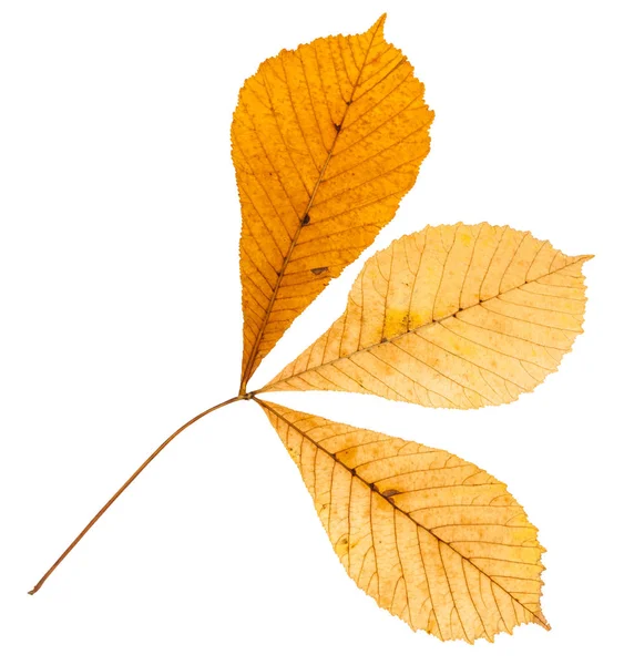 Rückseite Des Zweiges Mit Drei Gelben Blättern Des Buckeye Baumes — Stockfoto