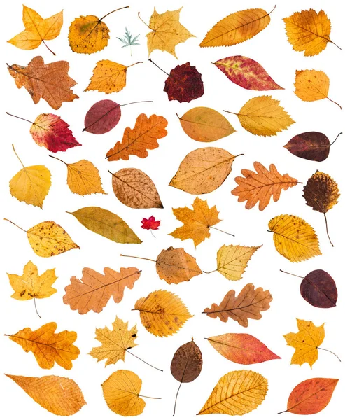 Set Various Dried Autumn Fallen Leaves Isolated White Background — Stock Photo, Image