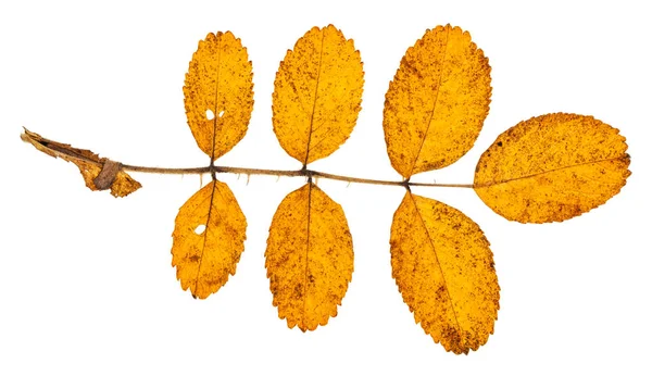Zweig Mit Herbstgelben Blättern Der Hundsrose Isoliert — Stockfoto