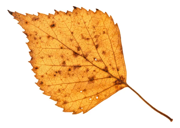 Căzută Frunză Galbenă Mesteacăn Izolată Fundal Alb — Fotografie, imagine de stoc
