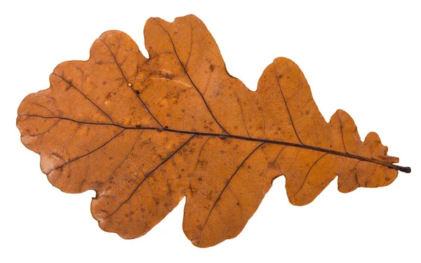 白い背景で隔離の樫の木の乾燥した落ち葉 — ストック写真