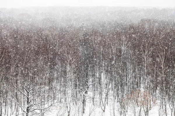 Queda Neve Sobre Árvores Parque Timiryazevskiy Moscou Dia Inverno — Fotografia de Stock