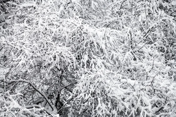 Acima Vista Árvores Maçã Cobertas Neve Pomar Queda Neve Moscou — Fotografia de Stock