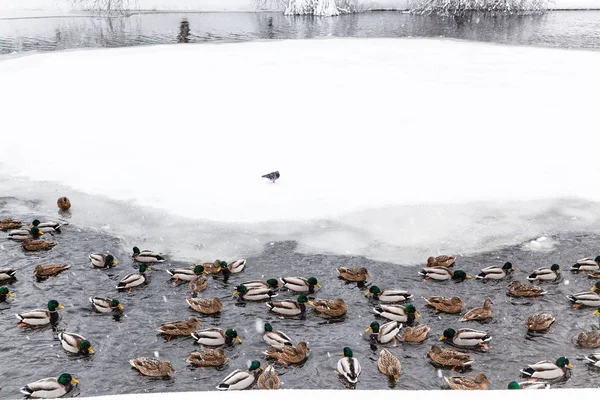 Kacsa Drakes Úszás Városi Timiryazevskiy Park Moszkva Város Téli Havazás — Stock Fotó