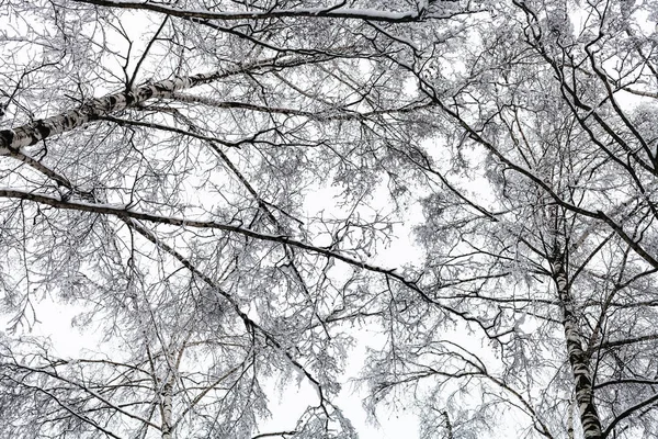 Vista Inferior Árvores Vidoeiro Cobertas Neve Floresta Parque Timiryazevskiy Cidade — Fotografia de Stock