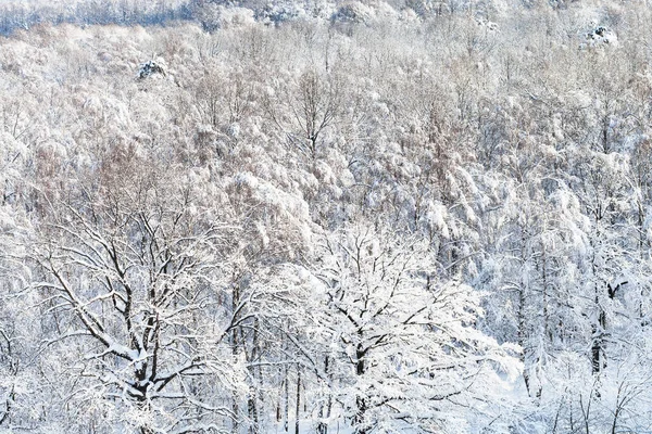 Boven Uitzicht Besneeuwde Bos Van Timiryazevski Park Stad Moskou Zonnige — Stockfoto