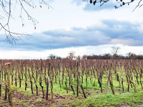 Voyage France Vignoble Dans Domaine Bollenberg Dans Arrondissement Thann Guebwiller — Photo