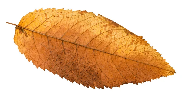 Herbst Faulen Blatt Der Esche Isoliert Auf Weißem Hintergrund — Stockfoto