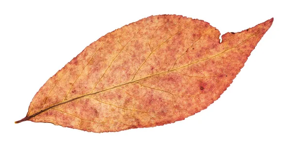 Reverso Otoño Hoja Roja Sauce Aislado Sobre Fondo Blanco — Foto de Stock