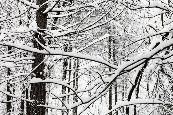 どんよりした冬の日に雪 Timiryazevskiy フォレスト パークのモスクワ市で小枝を絡み合って雪に覆われました — ストック写真