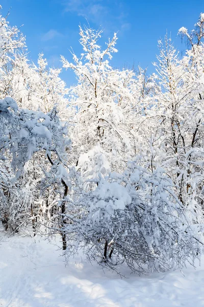 Bosques Nevados Timiryazevskiy Parque Florestal Cidade Moscou Manhã Ensolarada Inverno — Fotografia de Stock