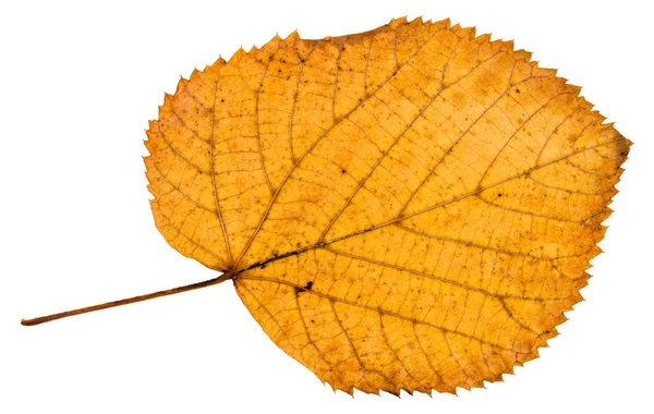Zadní Straně Poklesla Podzimní List Lípy Izolovaných Bílém Pozadí — Stock fotografie