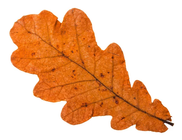 在白色背景下被隔绝的橡树的秋天橙色叶子 — 图库照片