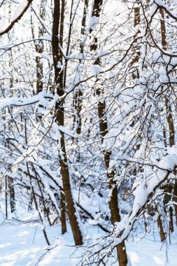 karla kaplı ağaçlar orman Timiryazevskiy Moskova park güneşli kış günü şehirde