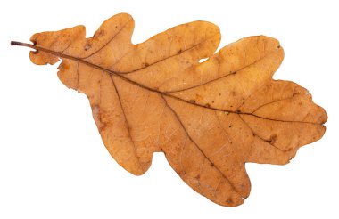 meşe ağacının beyaz arka plan üzerinde izole kahverengi yaprağın arka yüzüne