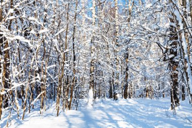 Timiryazevskiy orman Moskova park güneşli kış günü şehirde karlı yol