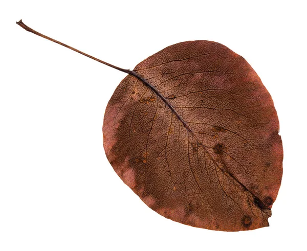 Задняя Сторона Гнилого Осеннего Листа Груши Изолированного Белом Фоне — стоковое фото