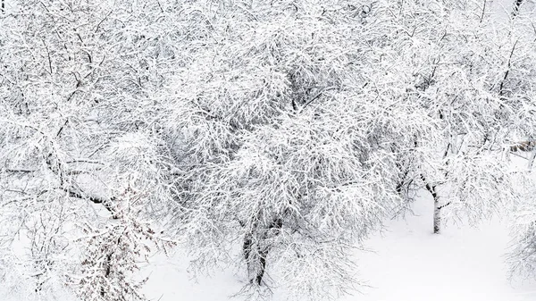 Panoramic View Snow Covered Cherry Apple Trees Orchard Moscow Winter — Stock Photo, Image