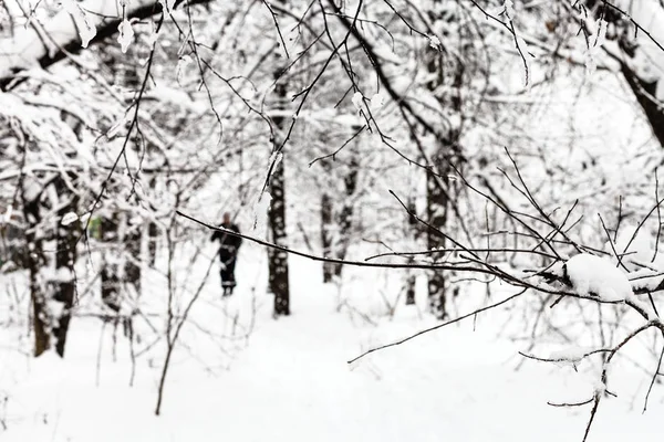 Galho Sobre Pista Esqui Floresta Nevada Parque Timiryazevskiy Cidade Moscou — Fotografia de Stock