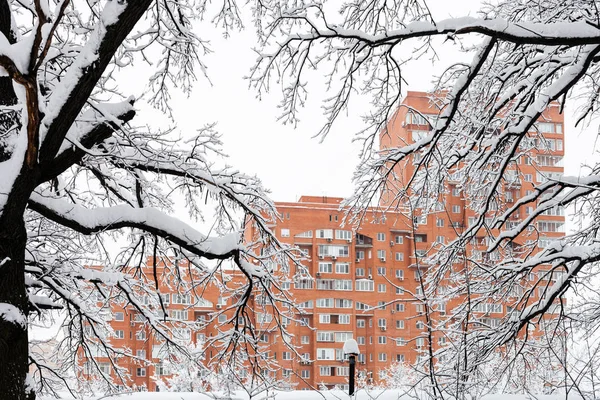 Widok Dom Mieszkalny Mieszkanie Przez Zaśnieżone Gałęzie Dębów Zimie Mieście — Zdjęcie stockowe