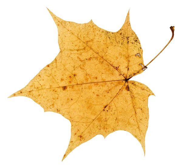 Folha Outono Amarelo Velho Árvore Bordo Isolado Fundo Branco — Fotografia de Stock
