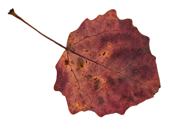 Vörös Hátoldalára Fallen Leaf Aspen Elszigetelt Fehér Background — Stock Fotó