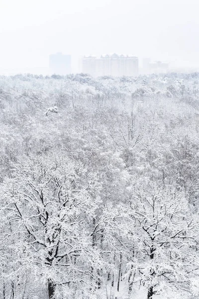 冬のモスクワ市の都市の Timiryazevskiy 公園でオークの木を覆われて雪のビューの上 — ストック写真