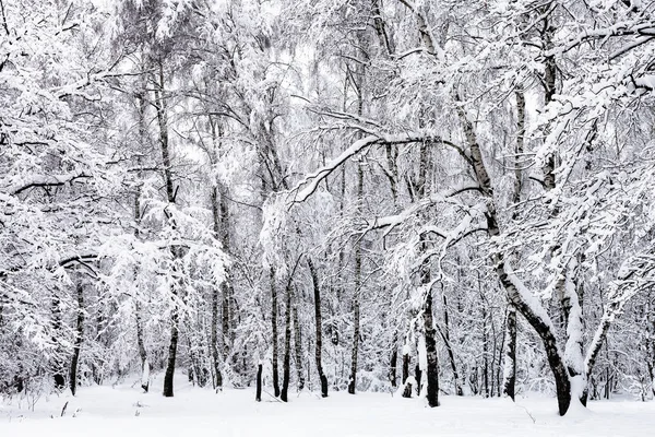 Prosluněný Březový Háj Zasněženém Lese Timiryazevskiy Park Moskva Zatažená Zimní — Stock fotografie