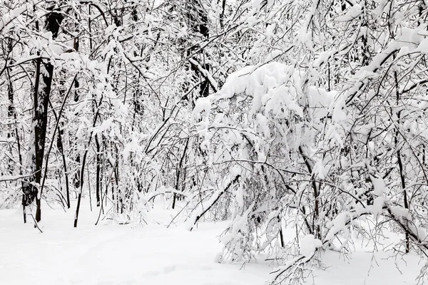 Arbustos Cobertos Neve Floresta Inverno Parque Timiryazevskiy Cidade Moscou — Fotografia de Stock