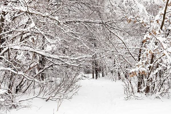 Ski Track Snowy Urban Timiryazevskiy Park Moscow City Overcast Winter — Stock Photo, Image