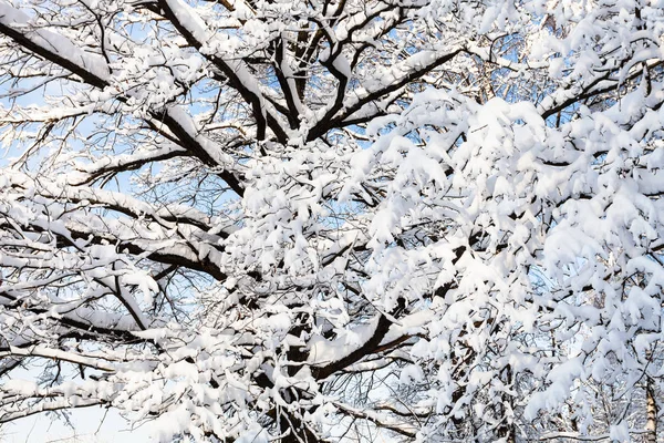 Pokryte Śniegiem Gałęzie Dębu Timiryazevskiy Forest Park Moscow City Słoneczny — Zdjęcie stockowe