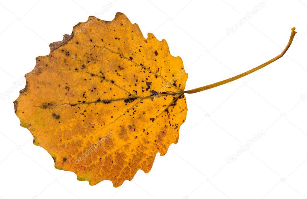 back side of pied yellow fallen leaf of aspen tree isolated on white background