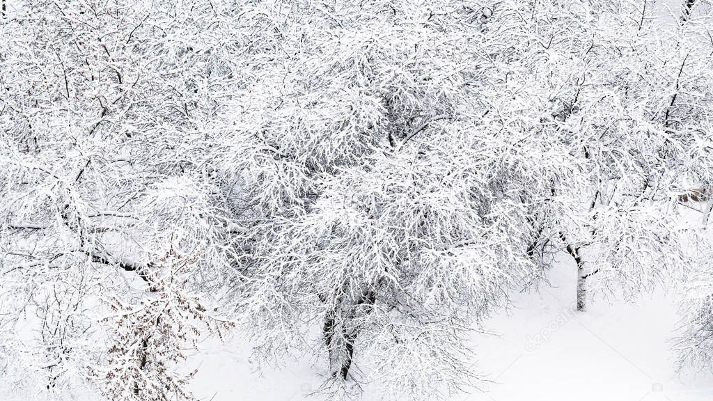 panoramic view of snow covered cherry and apple trees in orchard in Moscow in winter