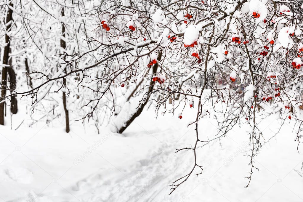 frozen hawthorn tree over path in forest of Timiryazevskiy park of Moscow city in overcast winter day