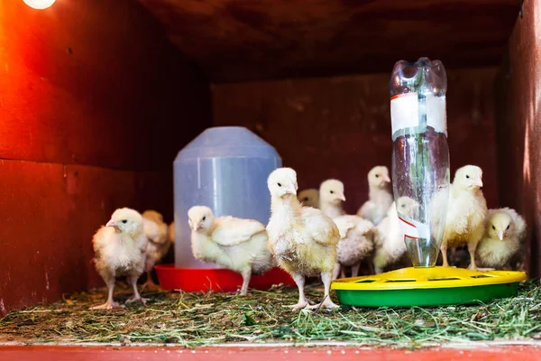 Kükenschwarm Hühnerstall Der Nähe Von Futter Und Trinkschüssel — Stockfoto