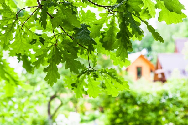 Green Oak Twigs Blurred View Rural Houses Summer Day Focus — Stock Photo, Image