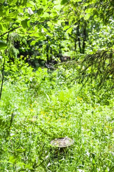 Přírodní Pozadí Zarostlé Lesním Palouku Starého Pařezu Slunečný Letní Den — Stock fotografie