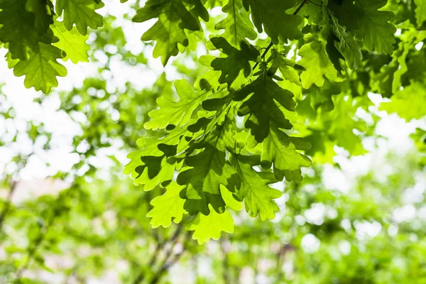 自然背景 在森林中的橡树的绿叶在夏天天 集中在前景中的叶子 — 图库照片