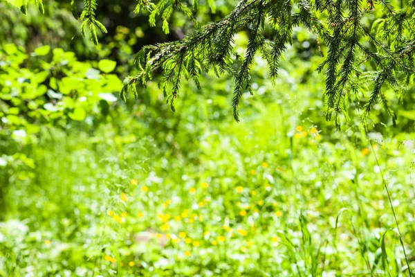 Natural Background Spruce Twigs Green Forest Glade Sunny Summer Day — Stock Photo, Image