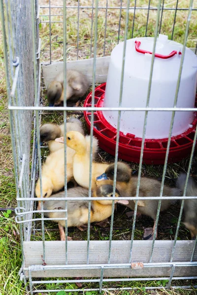 Mehrere Küken Freigehege Auf Gras Hinterhof Sommertag — Stockfoto