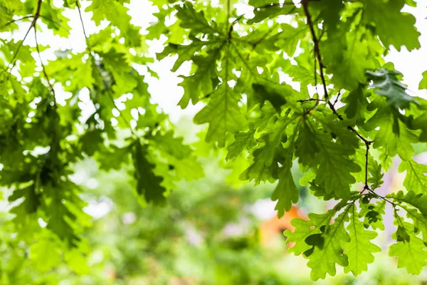 Groene Bladeren Van Eik Wazig Zicht Landhuis Zomerdag Focus Bladeren — Stockfoto